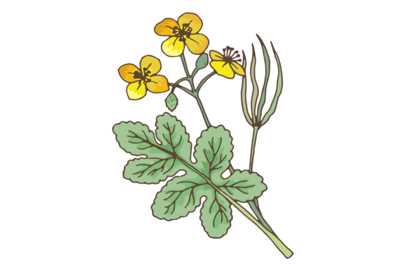 Celadines Plant. Chelidonium Medical Herb Graphics